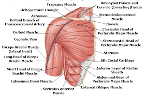 The shoulder and its muscle attachments. From Google Images. 