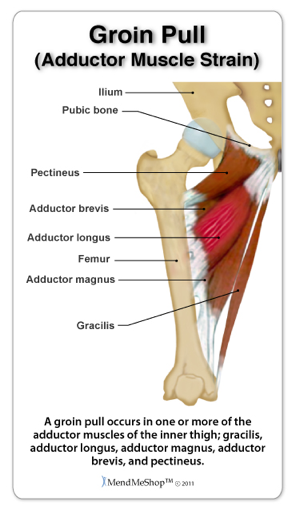 | groin